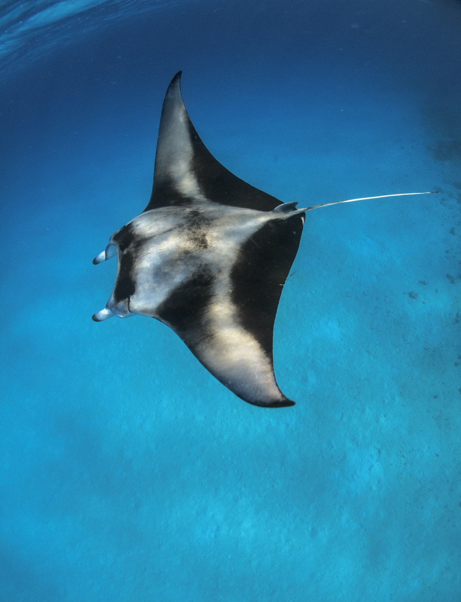 A manta ray gliding above Yap's reef