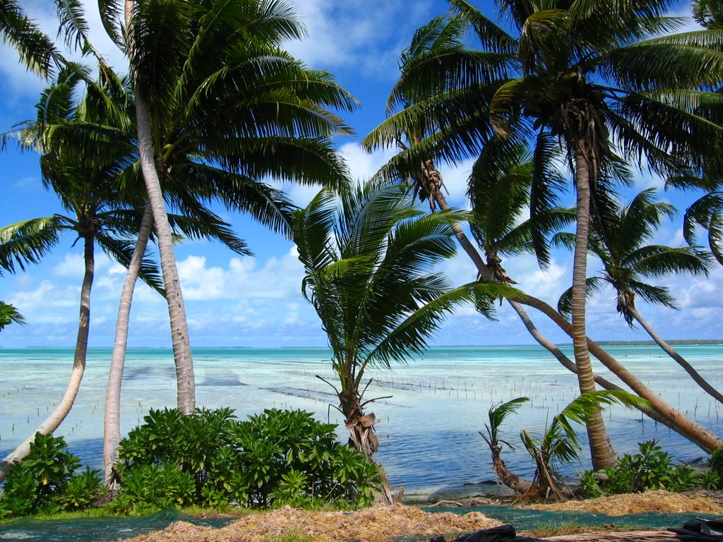 Seaweed farming on Tabuaeran (Fanning Island)