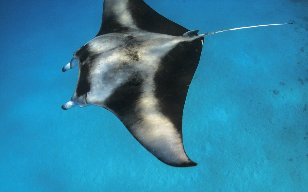 Diving in Yap.